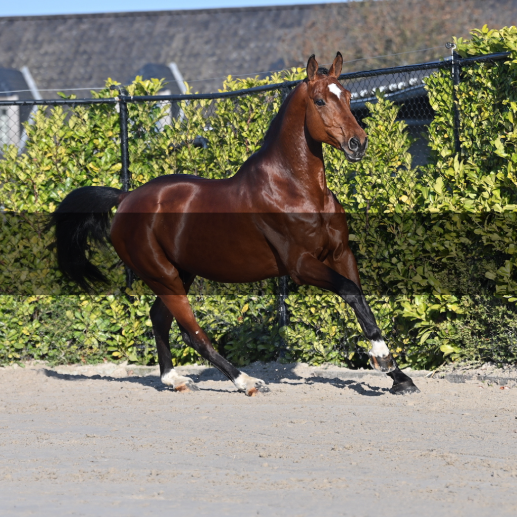 DON'T TOUCH TIJI HERO