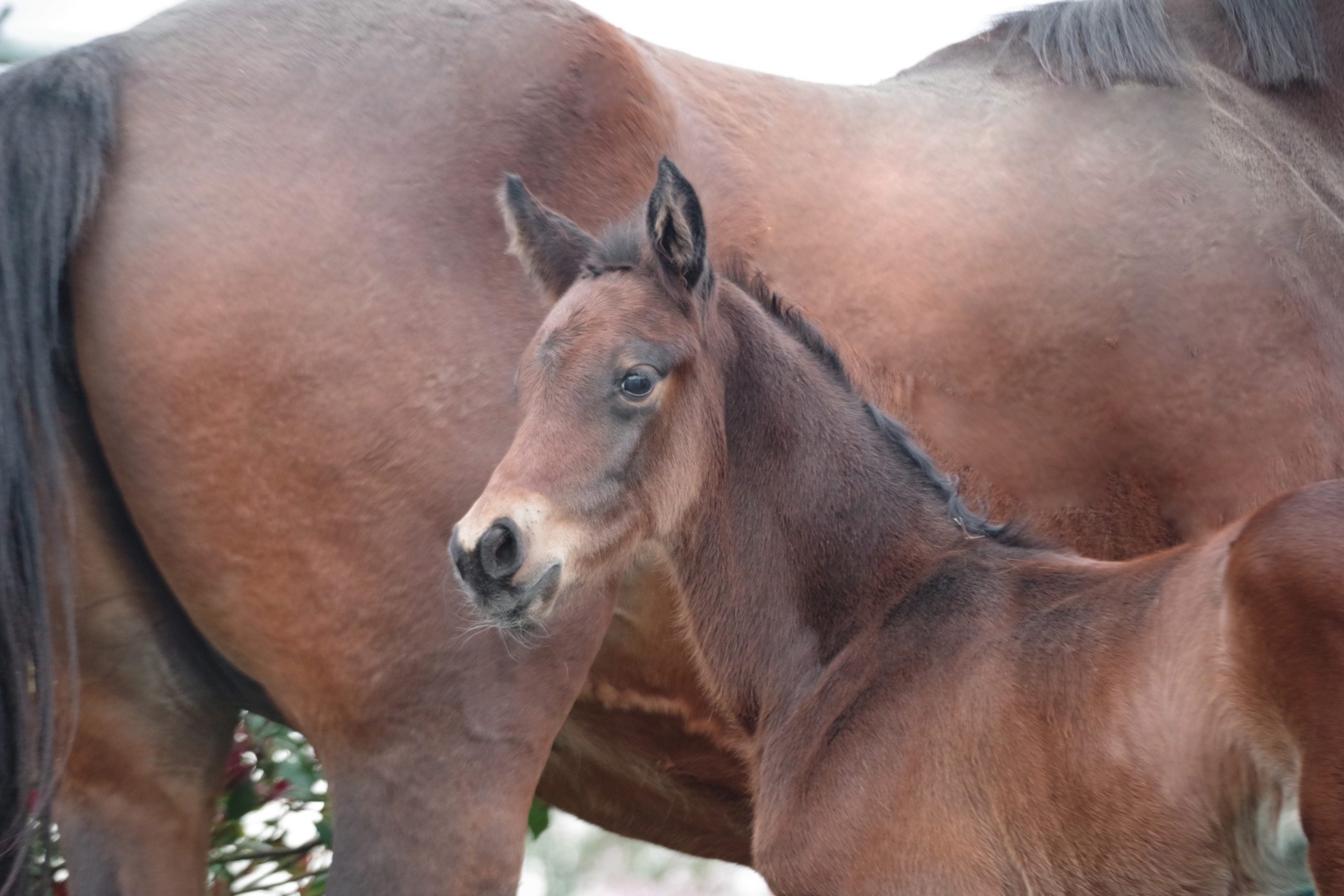 BALOU DU REVENTON X CAEN BEL 3 2024