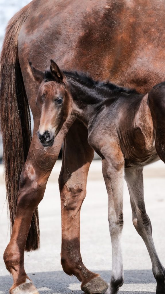 beligneuxleharas_tiffanydhammer_cornet_02