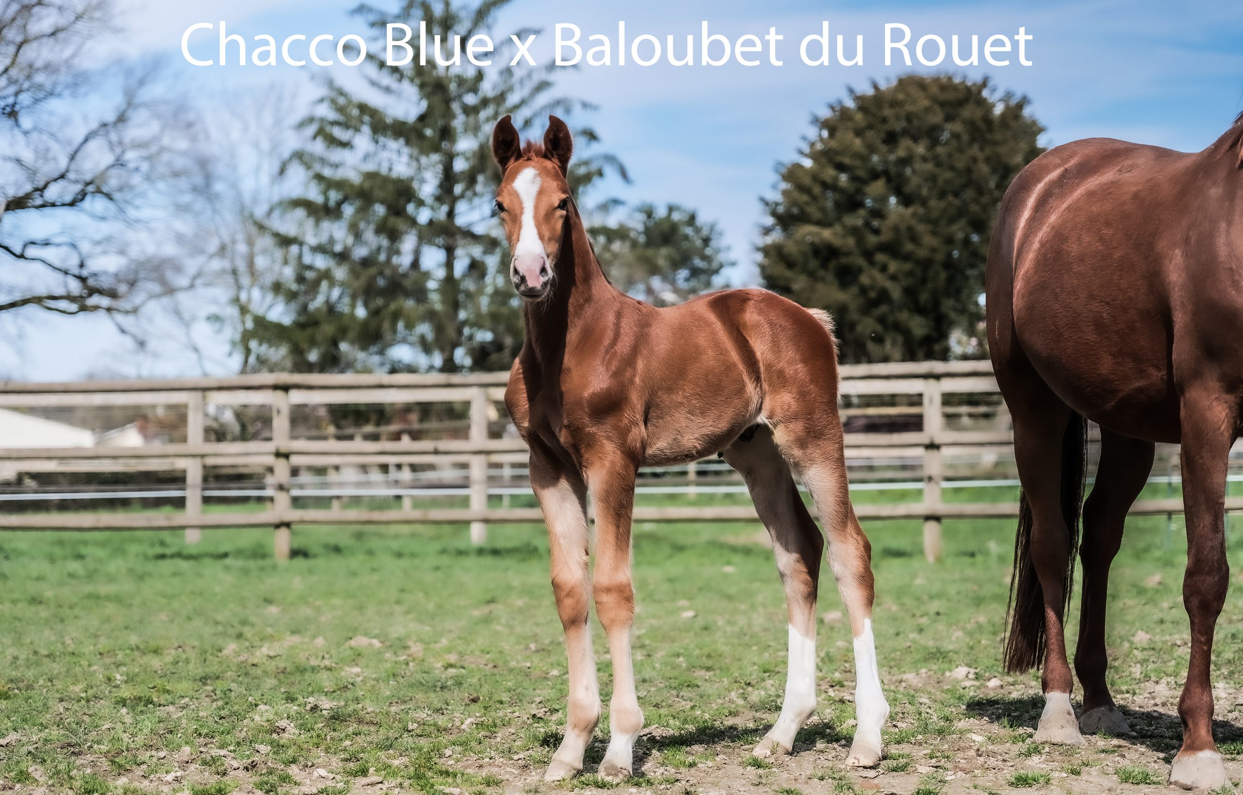 chacco blue x bouguie night 2024